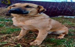 German Shepherd dogs for adoption: Sheila’s Story: Left Alone, Still Waiting for Love - Image 2