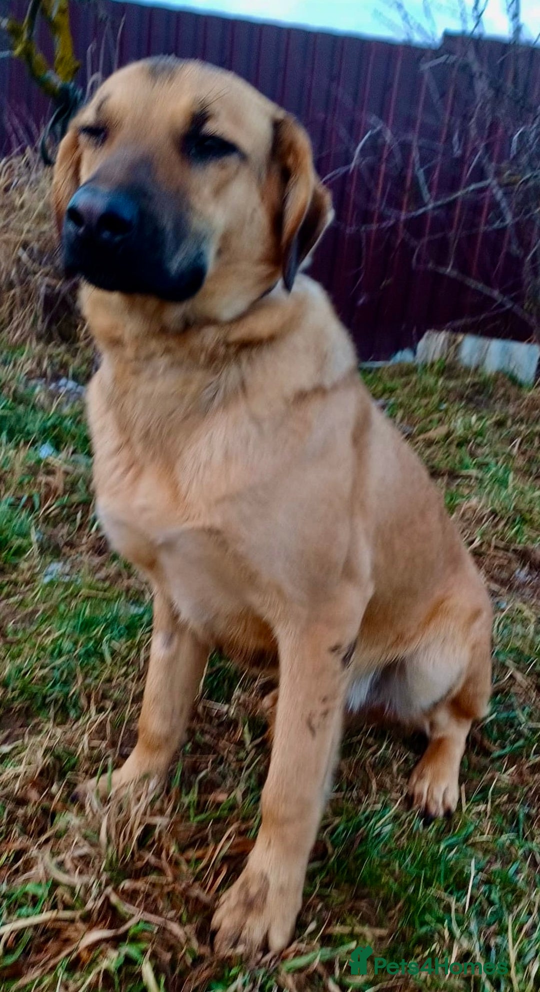 German Shepherd dogs for adoption: Sheila’s Story: Left Alone, Still Waiting for Love - Image 2