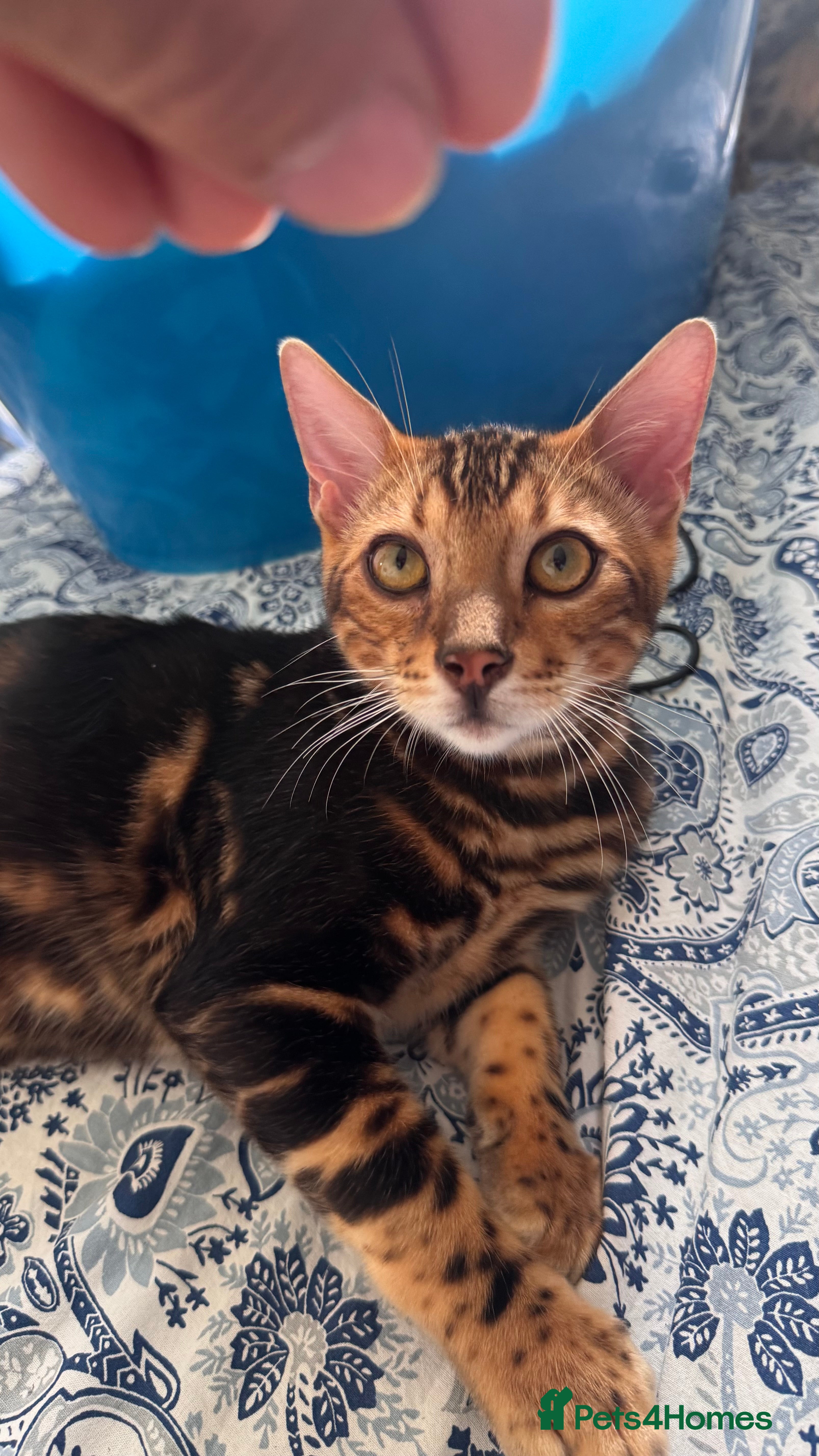 Bengal cats for sale: TICA Bengal cats adorable educated with kid NO UK  in London - Advert 14