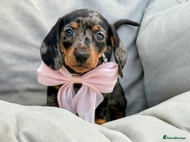 Miniature Dachshund dogs - Advert 7