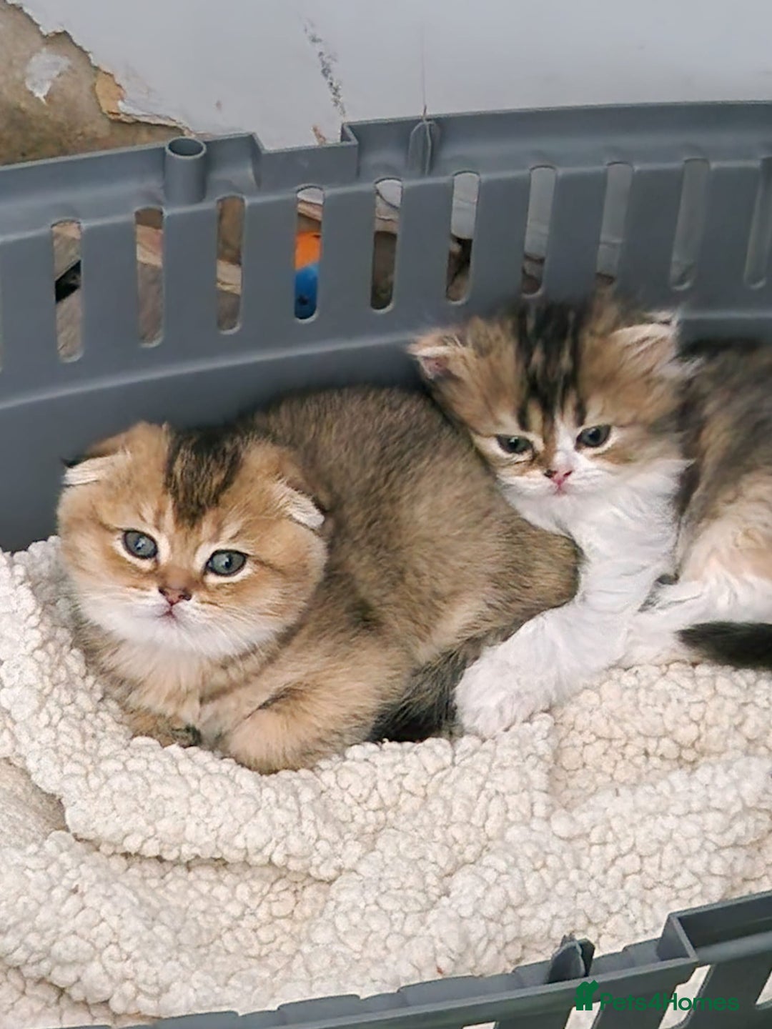 Scottish Fold cats for sale: TICA REGISTERED SCOTTISH BABIES  - Image 2