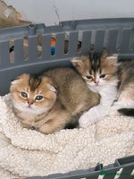 Scottish Fold cats - Advert 2