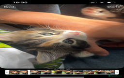Domestic Shorthair cats for sale: 5 kittens on sale - Image 2