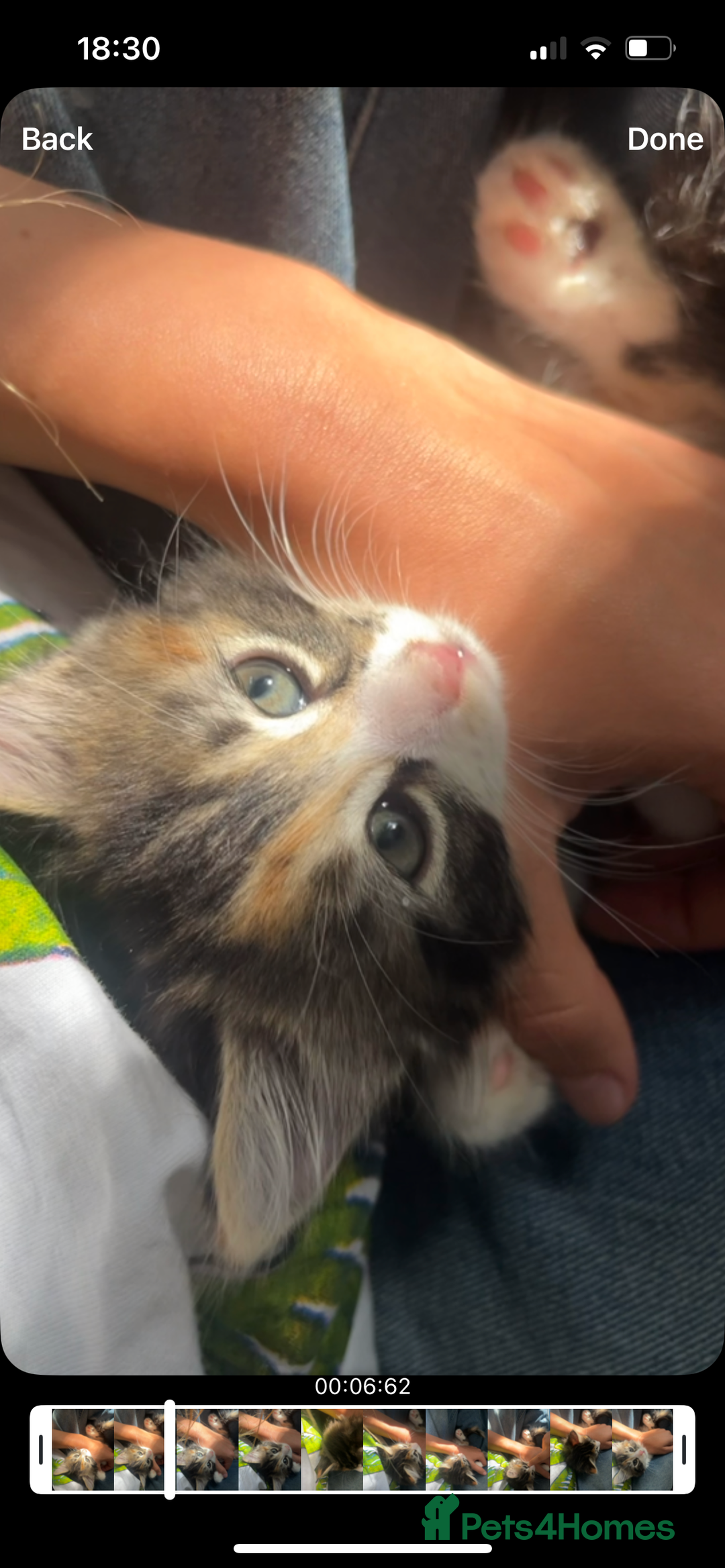 Domestic Shorthair cats for sale: 5 kittens on sale - Image 2