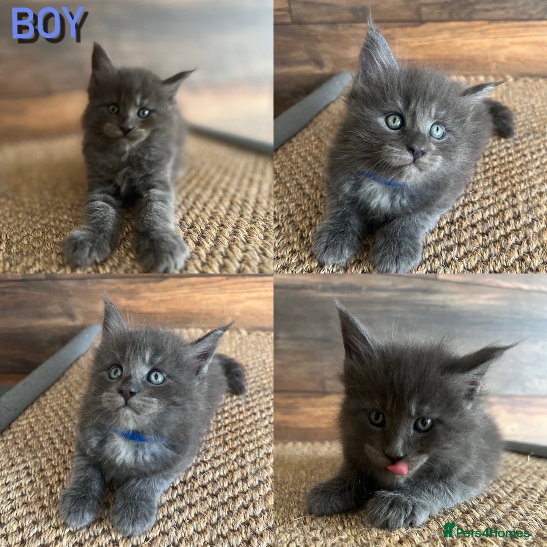 Maine Coon cats for sale: First Litter 6 Pure Maine Coon Kittens - Image 7