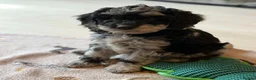 Cockapoo dogs for sale: Beautiful F1B blue merle miniature poodle  - Advert 5