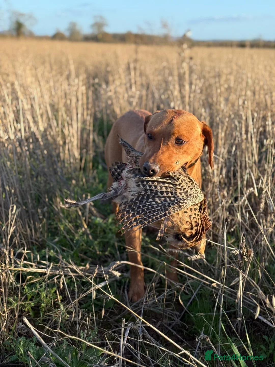 Labrador Retriever dogs for stud: Dark Fox Red KC Labrador for Stud in Hereford - Advert 2