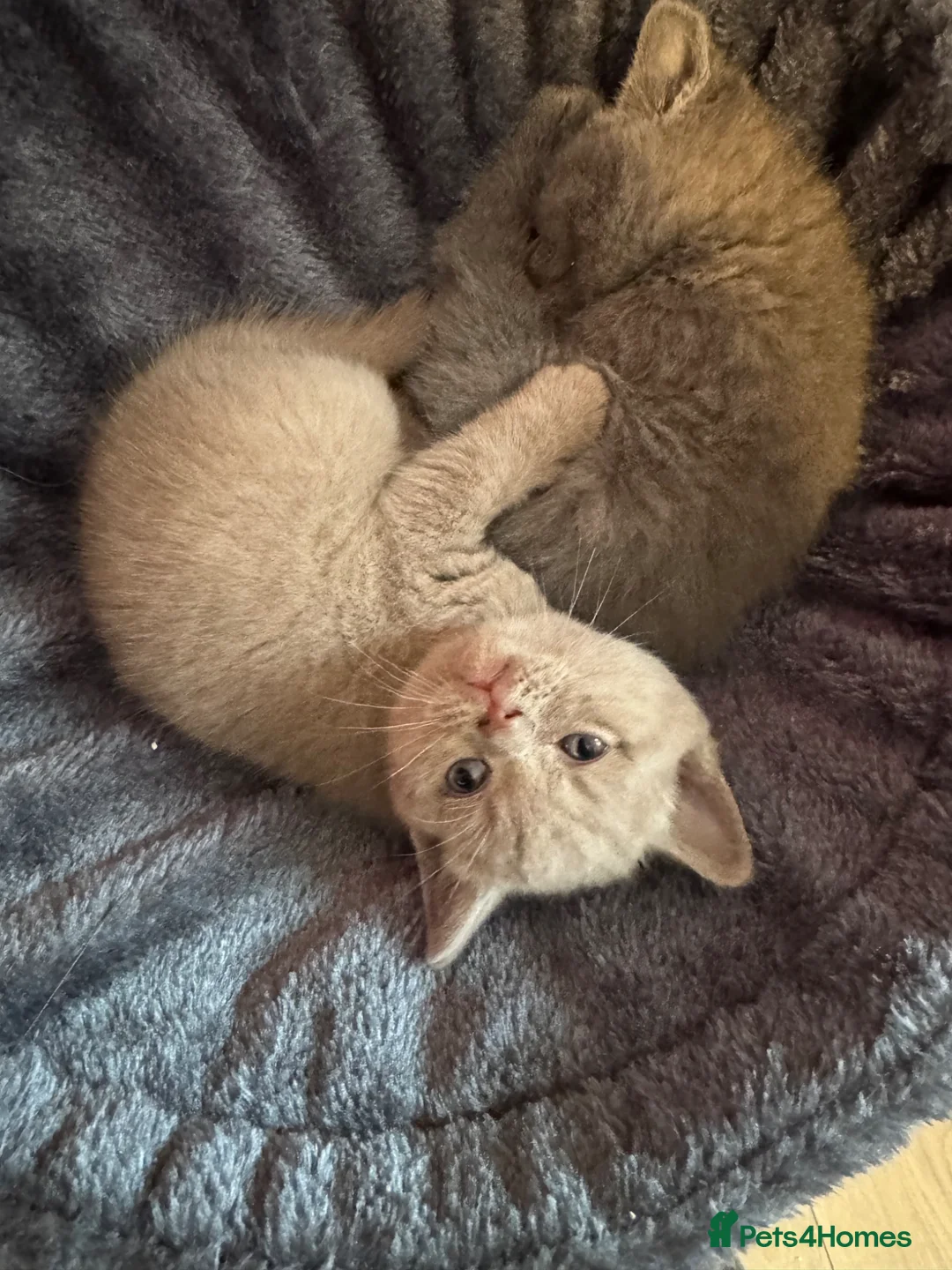 British Shorthair cats for sale: 2 gorgeous BSH kittens😍✨ - Advert 12