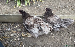 Chickens poultry for sale: 🐣 Beautiful Orpington Chicks & Cockerels for Sale - Image 14