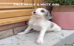 Mixed Breed dogs for sale: 🤎 BABY POOGLES (beagleXminiature poodle)🤎 in Rhayader - Image 23