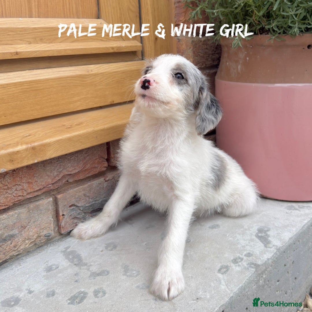 Mixed Breed dogs for sale: 🤎 BABY POOGLES (beagleXminiature poodle)🤎 in Rhayader - Image 23