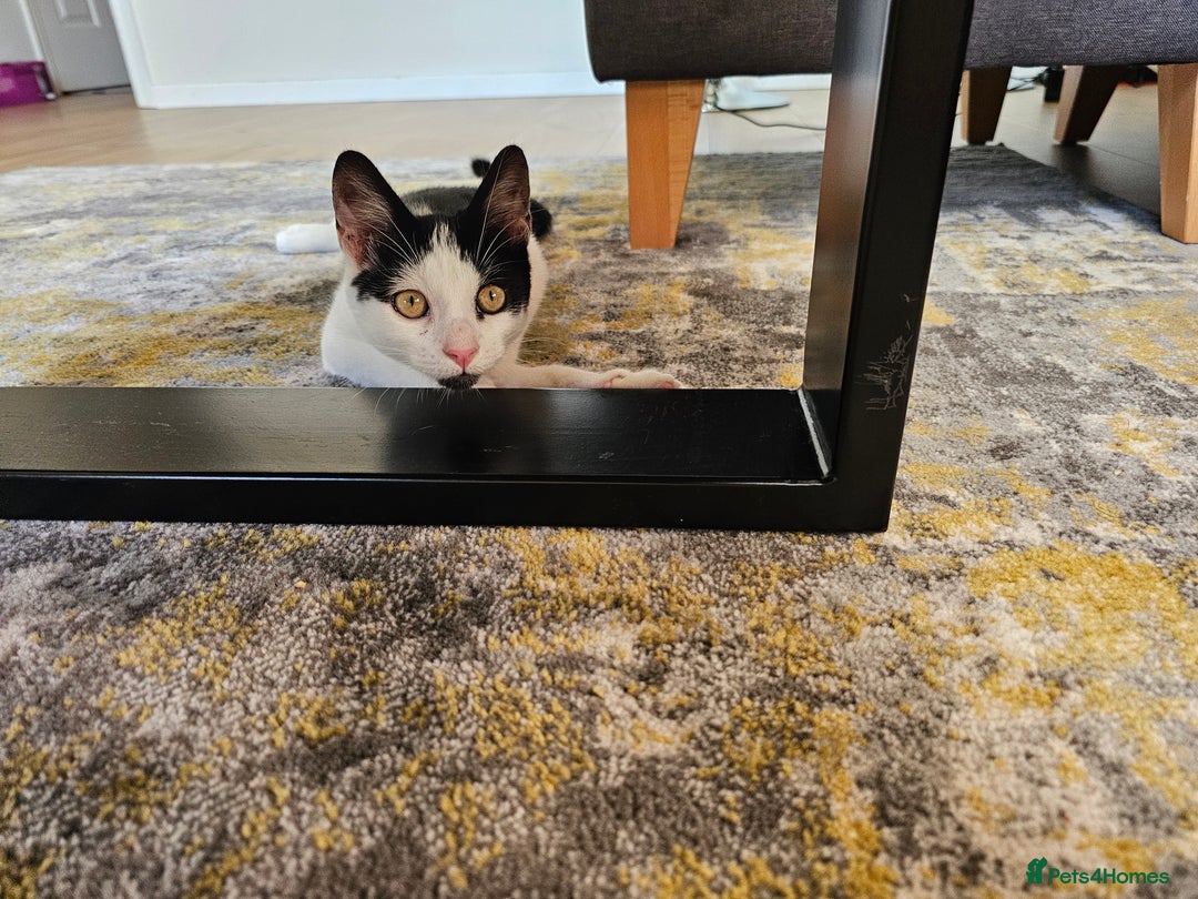 Domestic Shorthair cats for sale: Domestic short-hair white and black kitten - Image 3