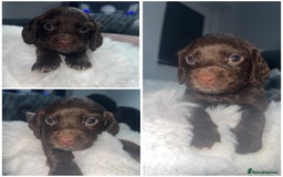 Cocker Spaniel dogs for sale: 7 beautiful cocker spaniel puppies black/brown - Advert 6