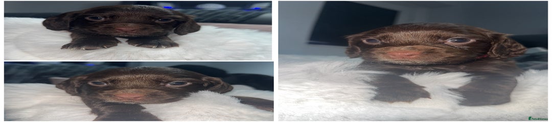 Cocker Spaniel Girl 1