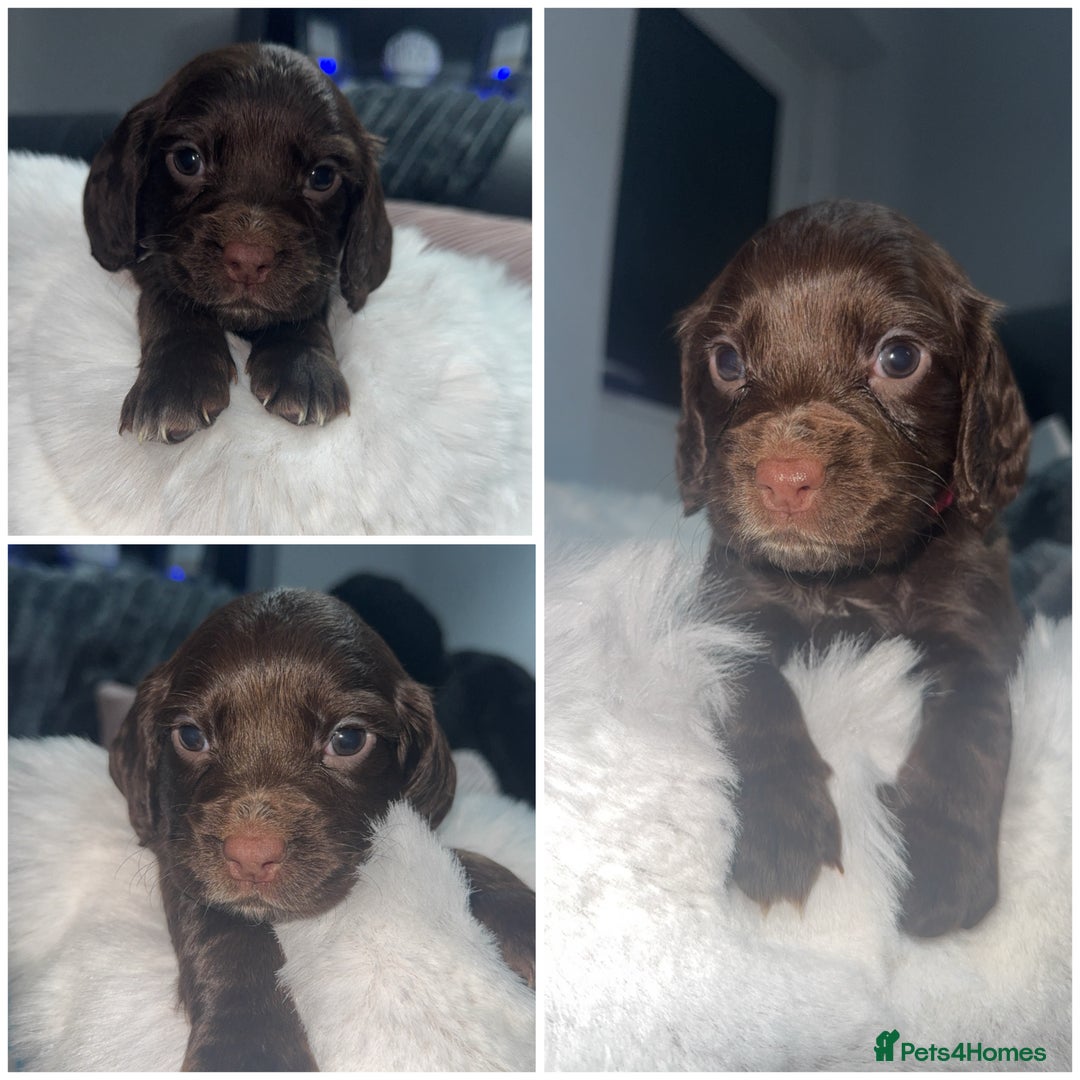 Cocker Spaniel dogs for sale: 7 beautiful cocker spaniel puppies black/brown - Advert 6