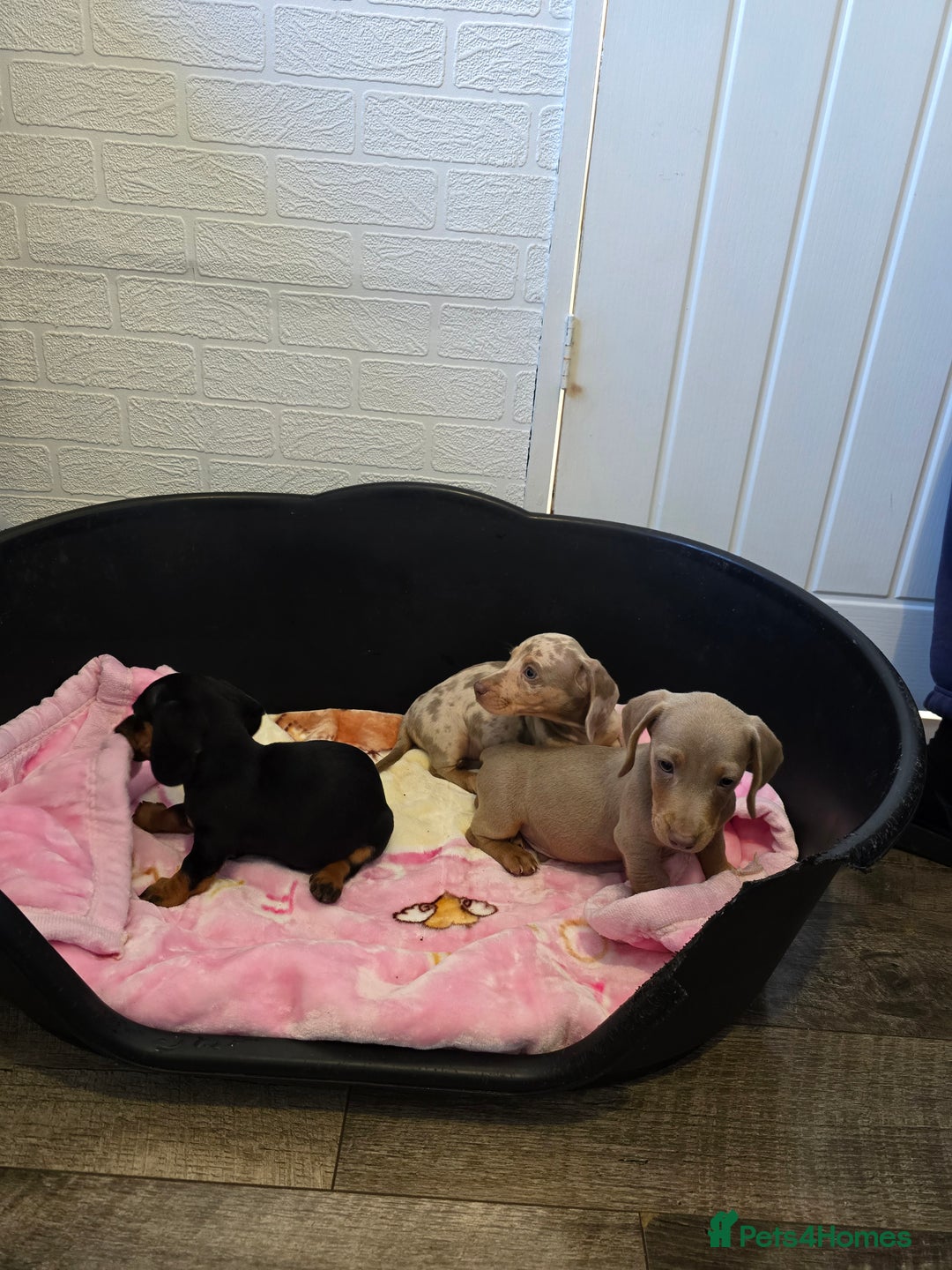 Dachshund dogs for sale: 4 beautiful dachshund boy puppies  - Advert 17
