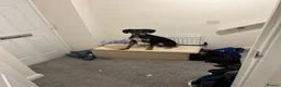 Mixed Breed dogs for sale: Walter - Advert 9