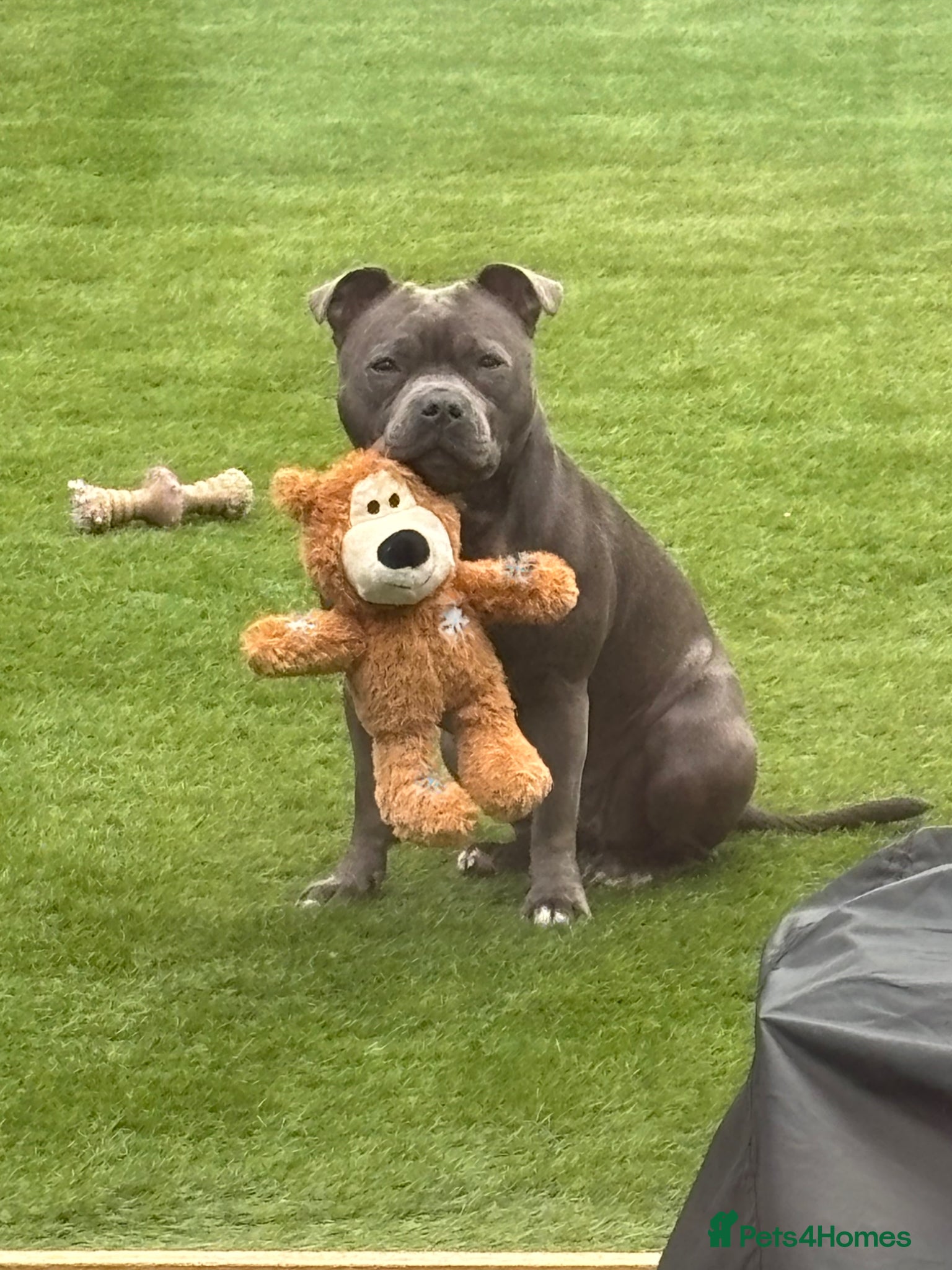 Staffordshire Bull Terrier dogs KC Staffordshire Bull Terrier Puppies - Advert 2