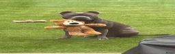 Staffordshire Bull Terrier dogs for sale: KC Staffordshire Bull Terrier Puppies - Advert 2