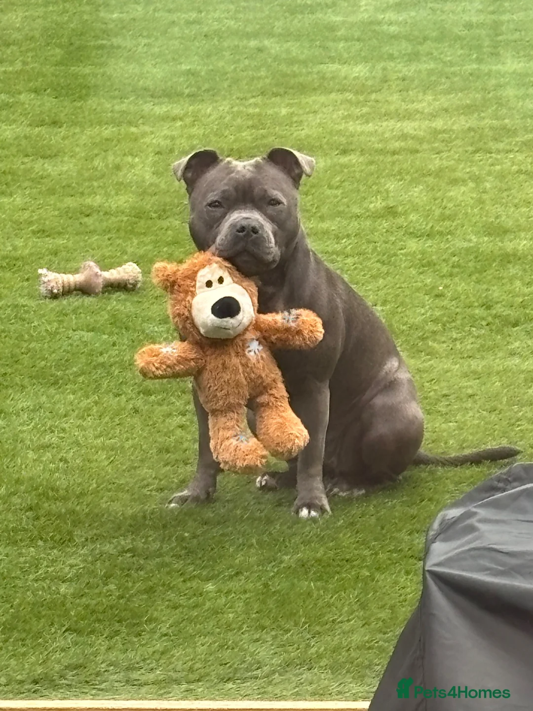 Staffordshire Bull Terrier dogs for sale: KC Staffordshire Bull Terrier Puppies - Advert 2