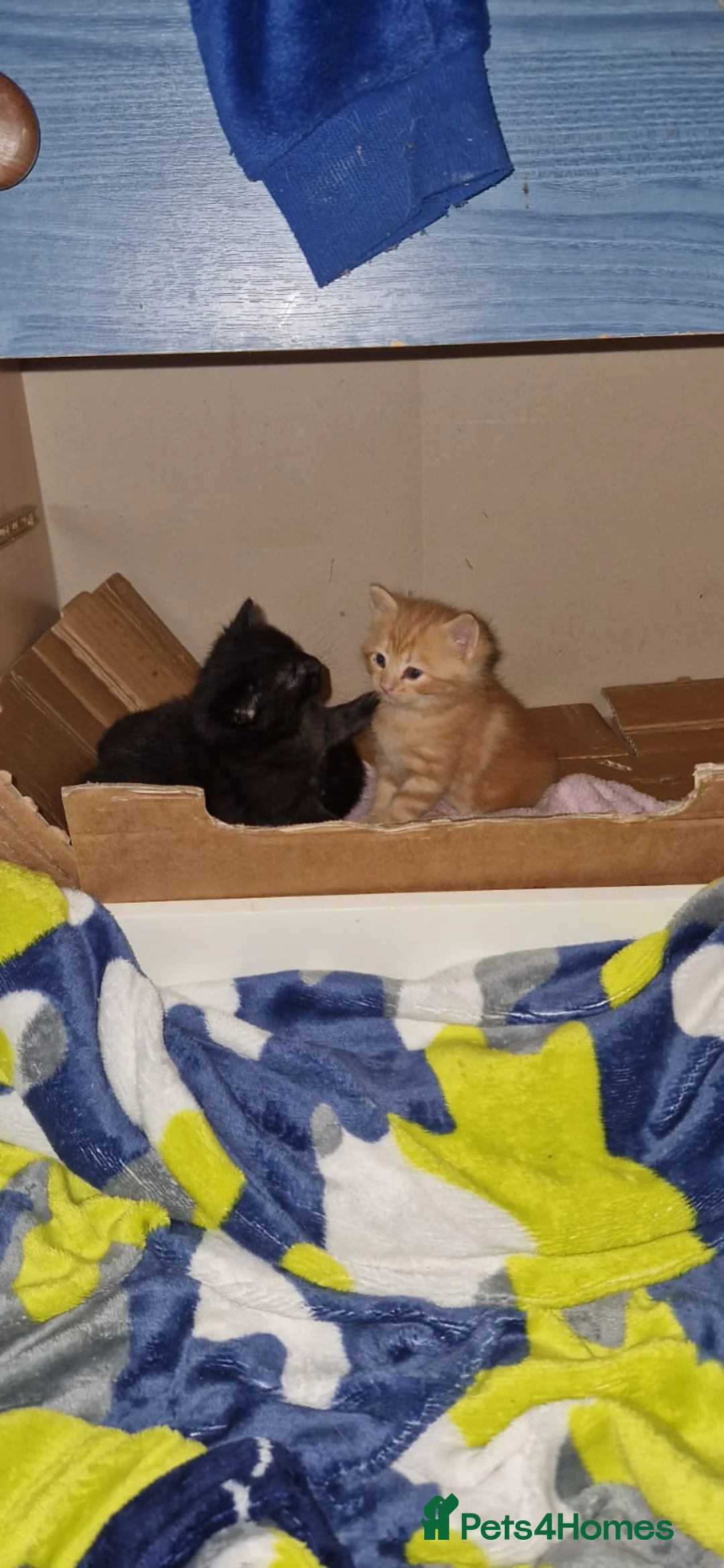 Mixed Breed cats for sale: Beautiful kittens for loving homes 🐾 - Advert 9