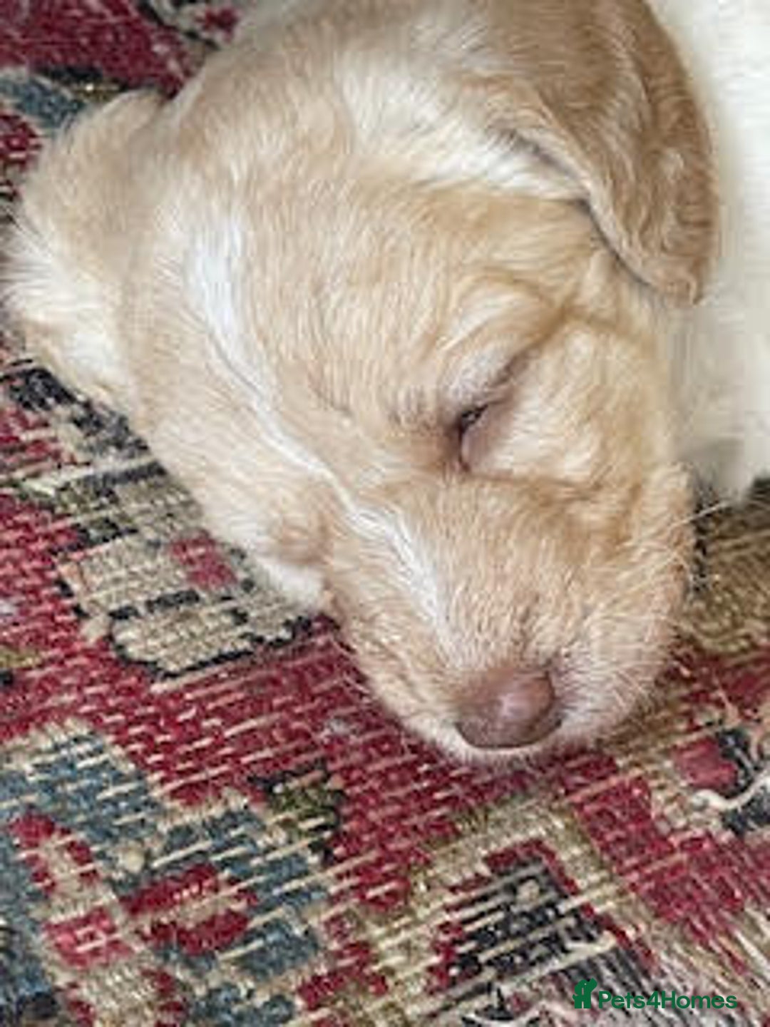 Labradoodle dogs for sale: Lily's Mini's - Multigen Mini Labradoodle Puppies - Image 24