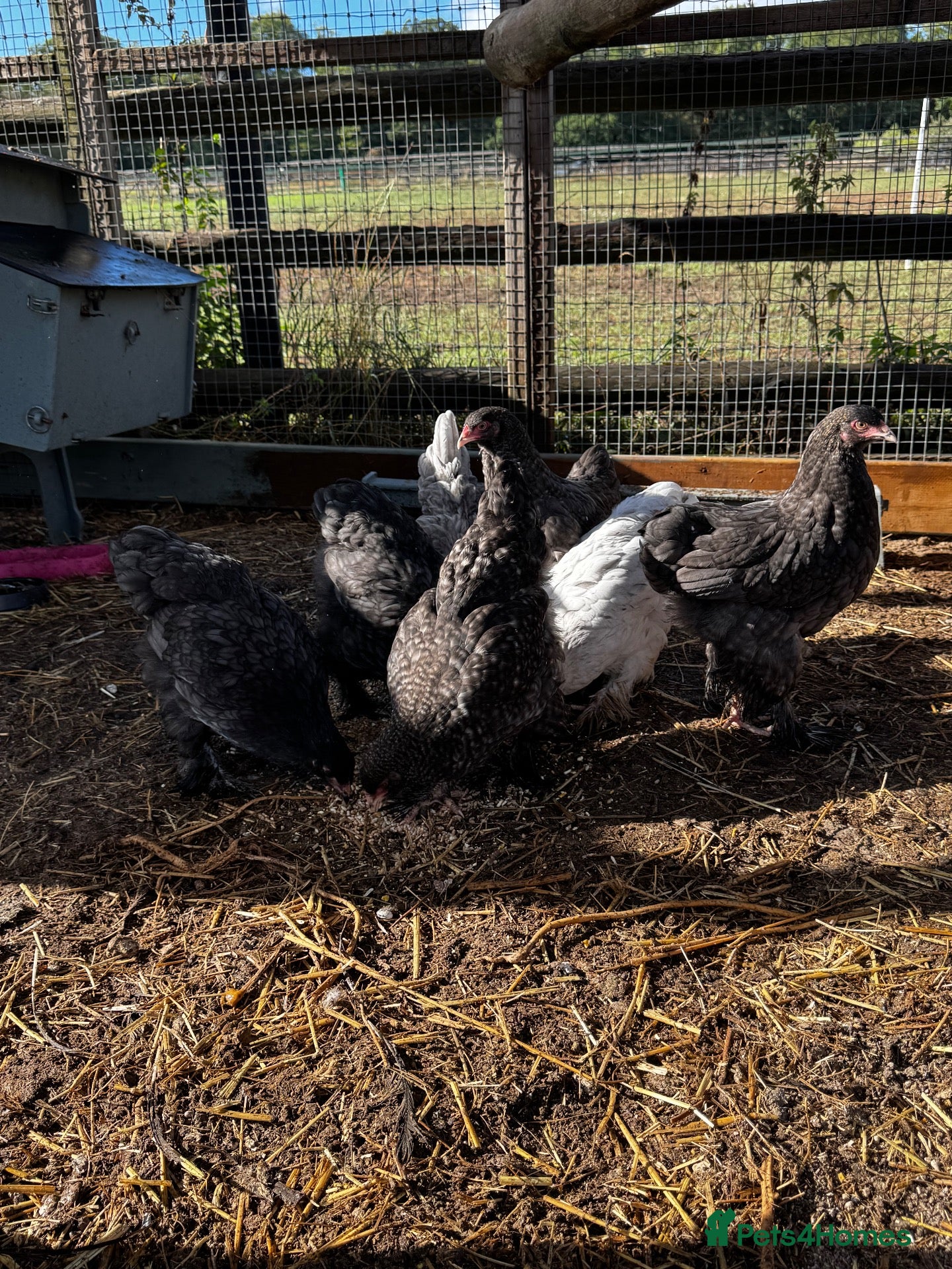Chickens poultry 4 black Brahma hens - Advert 1