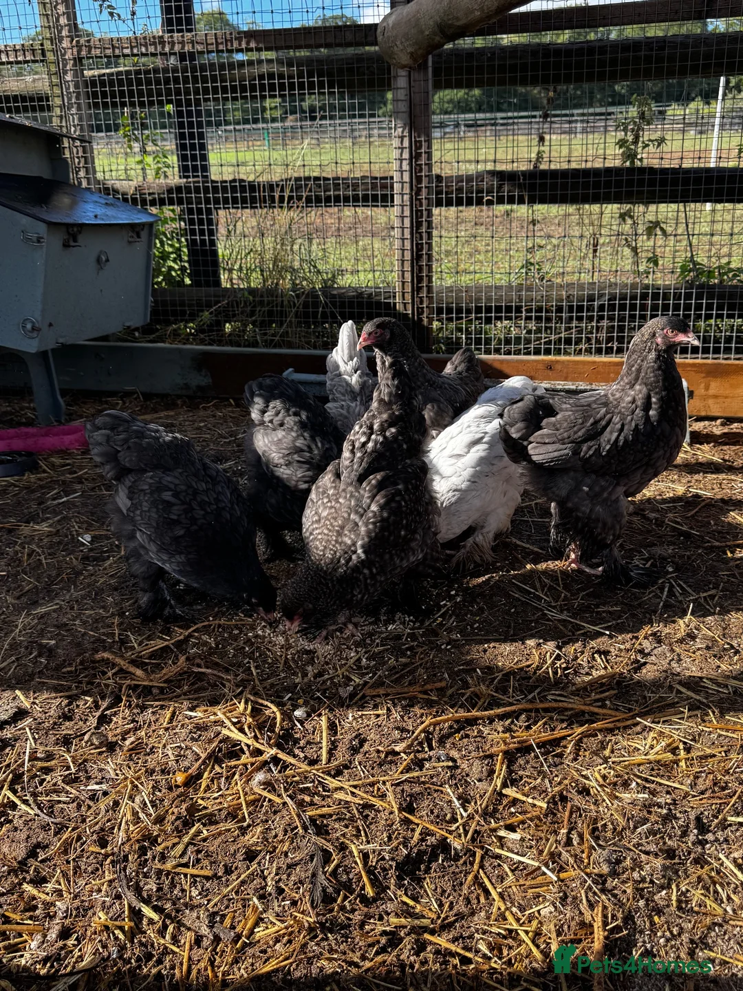 Chickens poultry for sale: 4 black Brahma hens - Advert 1