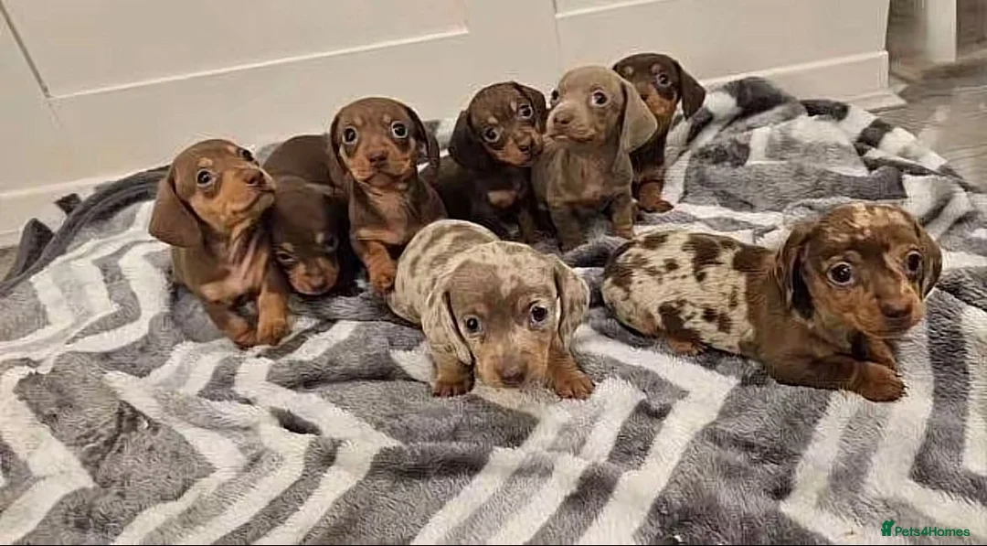 Miniature Dachshund dogs for sale: Miniature dachshund puppies - Advert 3