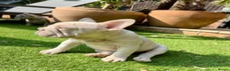 French Bulldog dogs for sale: She was my keeper. STUNNING French Bulldog Girl - Advert 9