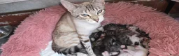 Bengal cats for sale: Purebred Bengal Kittens Available for Reservation  - Advert 28