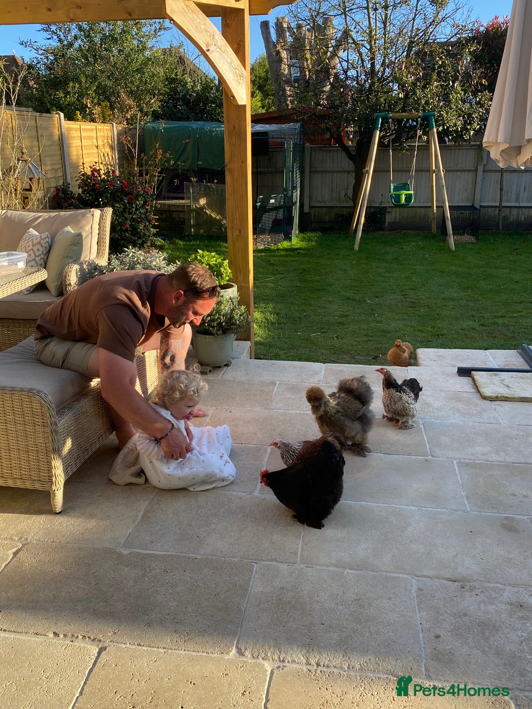 Chickens poultry for sale: 4x pekin bantams for sale  - Advert 1