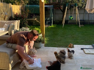 Chickens poultry 4x pekin bantams for sale - Advert 1