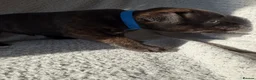 Staffordshire Bull Terrier dogs for sale: KC REGISTERED STAFFORDSHIRE BULL TERRIERS  - Advert 34