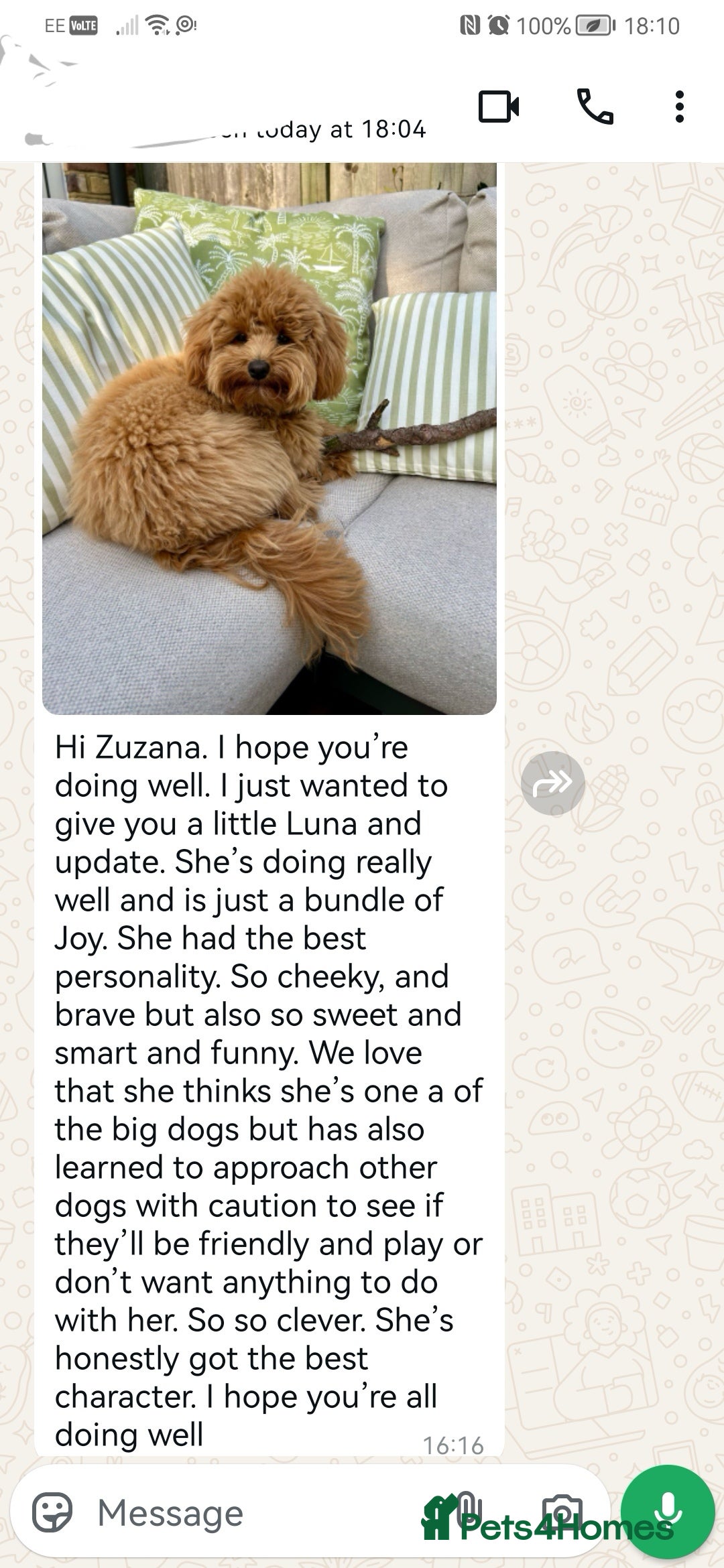 Maltipoo dogs for sale: DNA health tested maltipoo puppies  - Advert 19