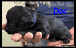 Yorkiepoo dogs for sale:  Adorable YorkiePoo Pups Looking for Loving Homes  - Image 7