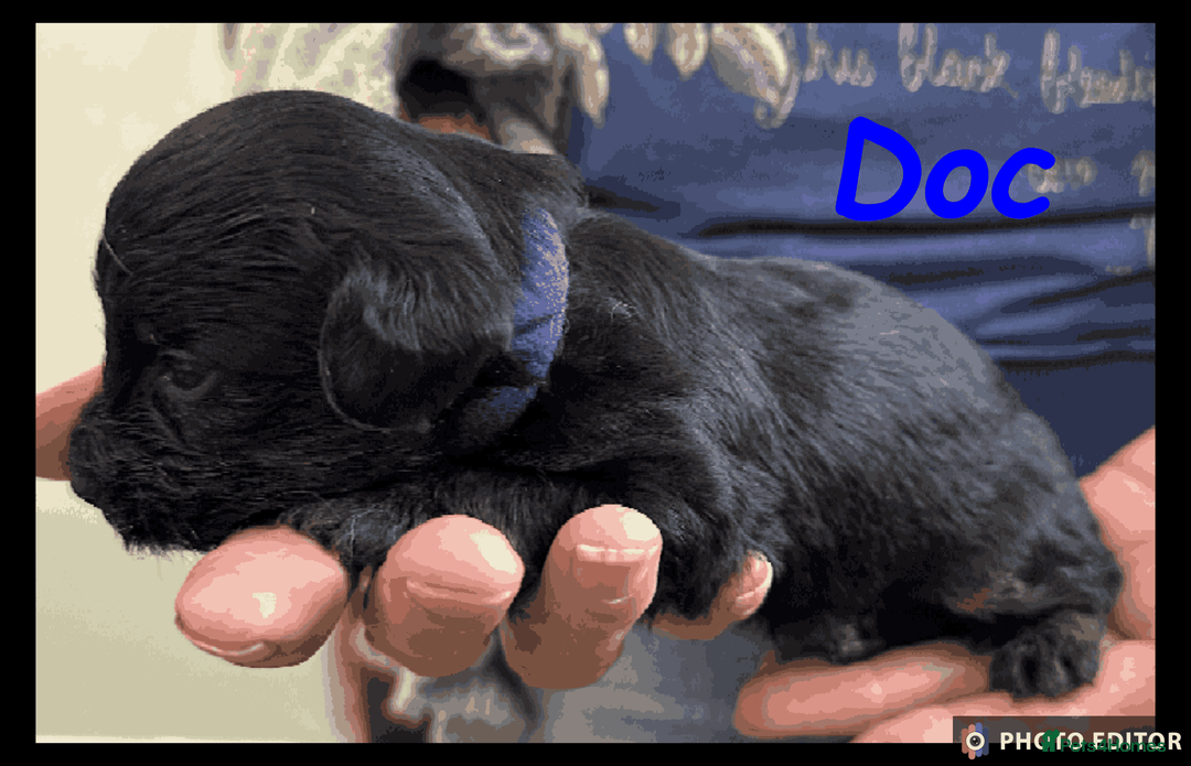 Yorkiepoo dogs for sale:  Adorable YorkiePoo Pups Looking for Loving Homes  - Image 7