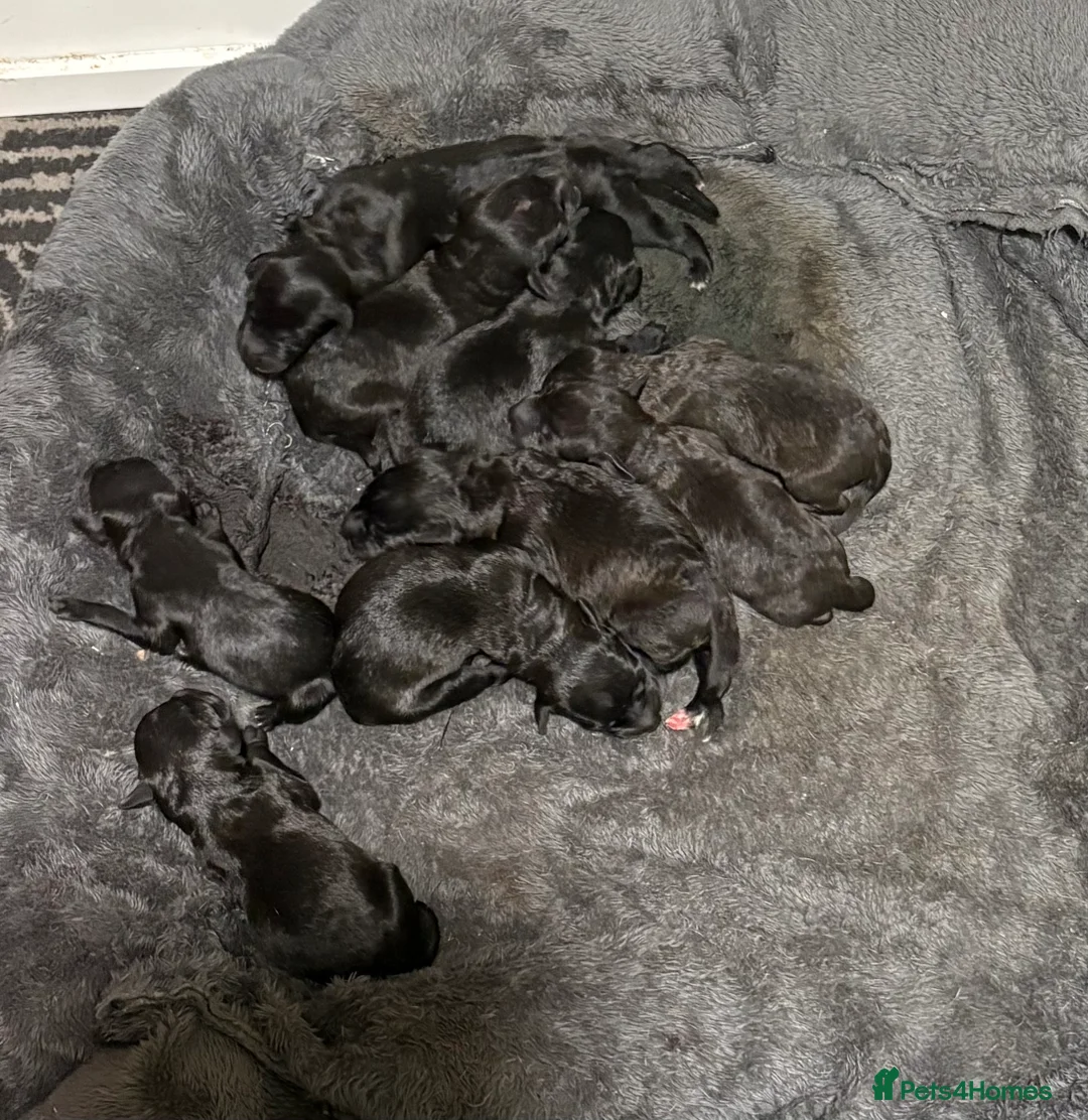 Mixed Breed dogs for sale: First cross Bedlington whippets pups in Manchester - Advert 6