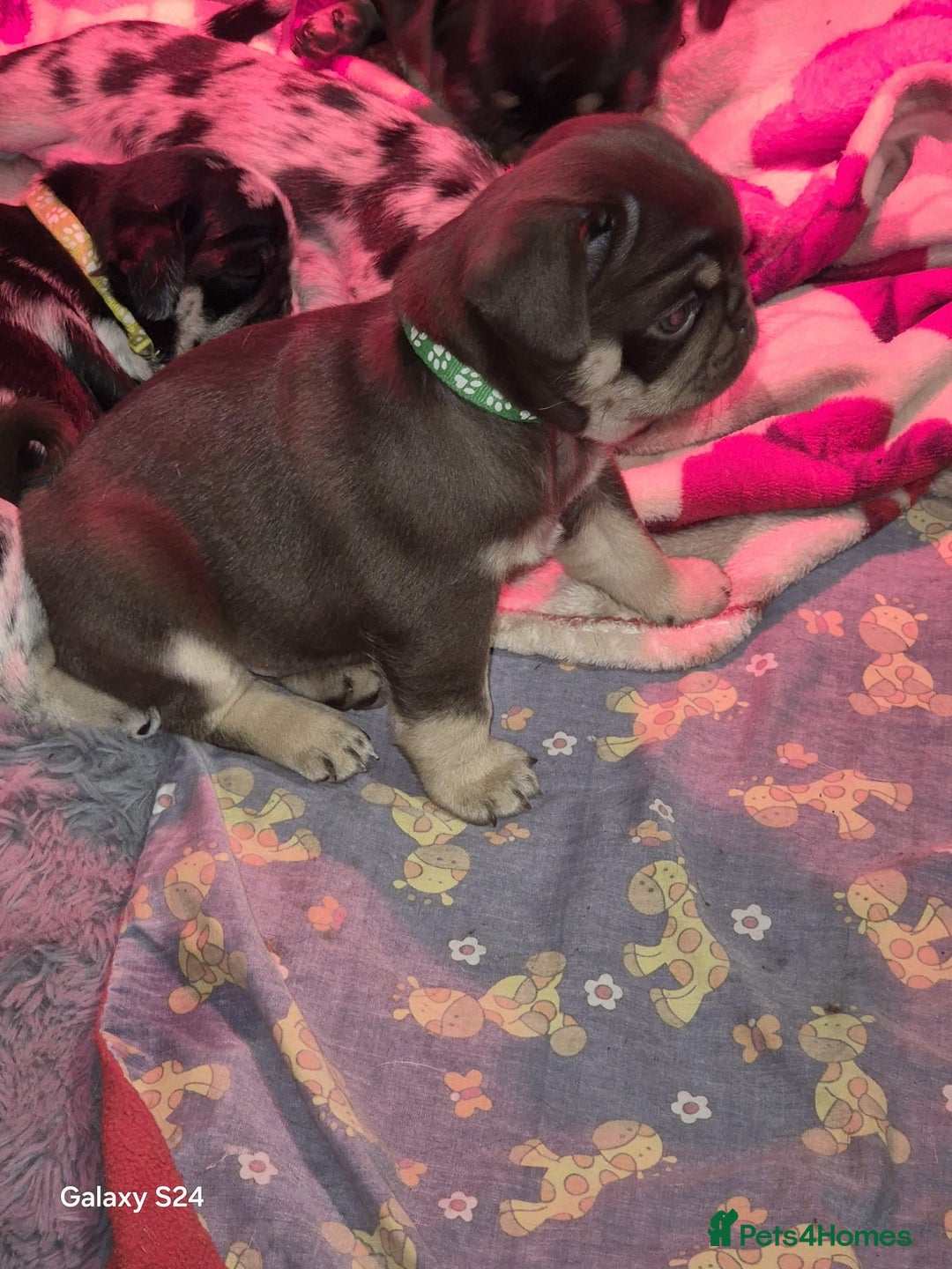 Pug dogs for sale: KC reg Pug puppies  - Advert 10