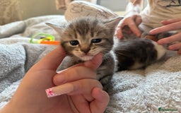 Maine Coon cats for sale: 4 gorgeous girl cats  - Image 7