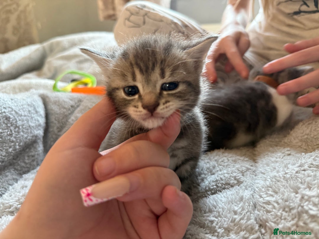 Maine Coon cats for sale: 4 gorgeous girl cats  - Image 7