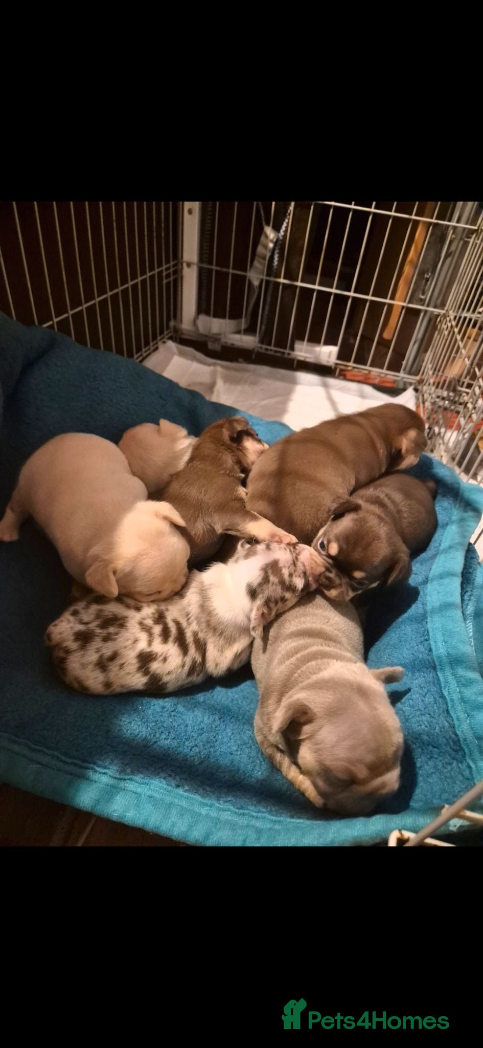 French Bulldog dogs Beautiful french bulldog puppies - Advert 2