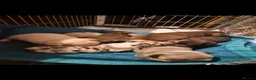 French Bulldog dogs for sale: Beautiful french bulldog puppies - Advert 1
