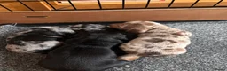 Miniature Dachshund dogs for sale: 🐾 Beautiful Miniature Dachshund Puppies 🐾 - Advert 14