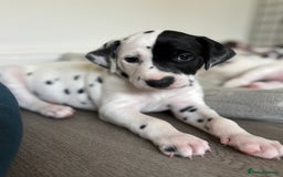 Dalmatian dogs for sale: Stunning mixed litter of Dalmatians  - Image 6