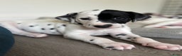 Dalmatian dogs for sale: Stunning mixed litter of Dalmatians  - Advert 21