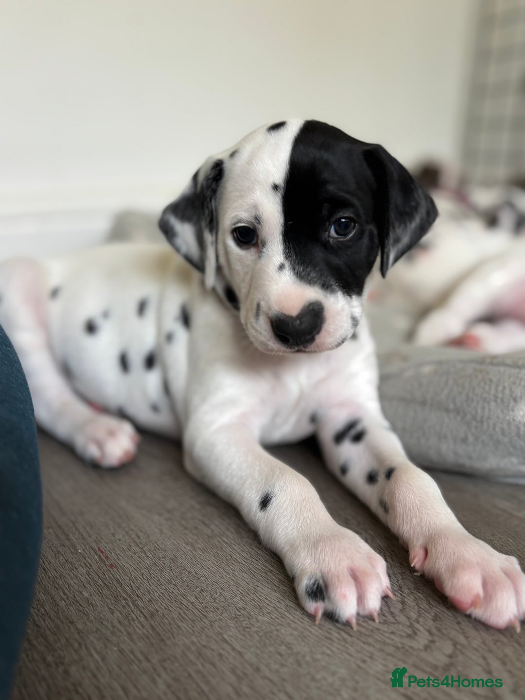 Dalmatian dogs for sale: Stunning mixed litter of Dalmatians  - Image 6