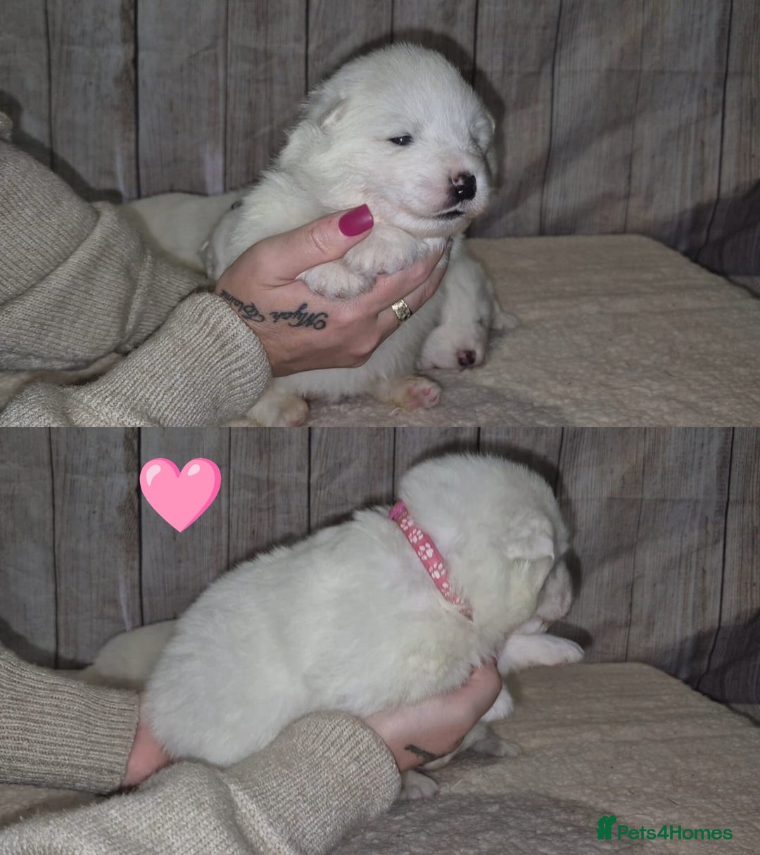Samoyed dogs for sale: 4 Beautiful Pure Samoyeds ❤️ - Advert 11