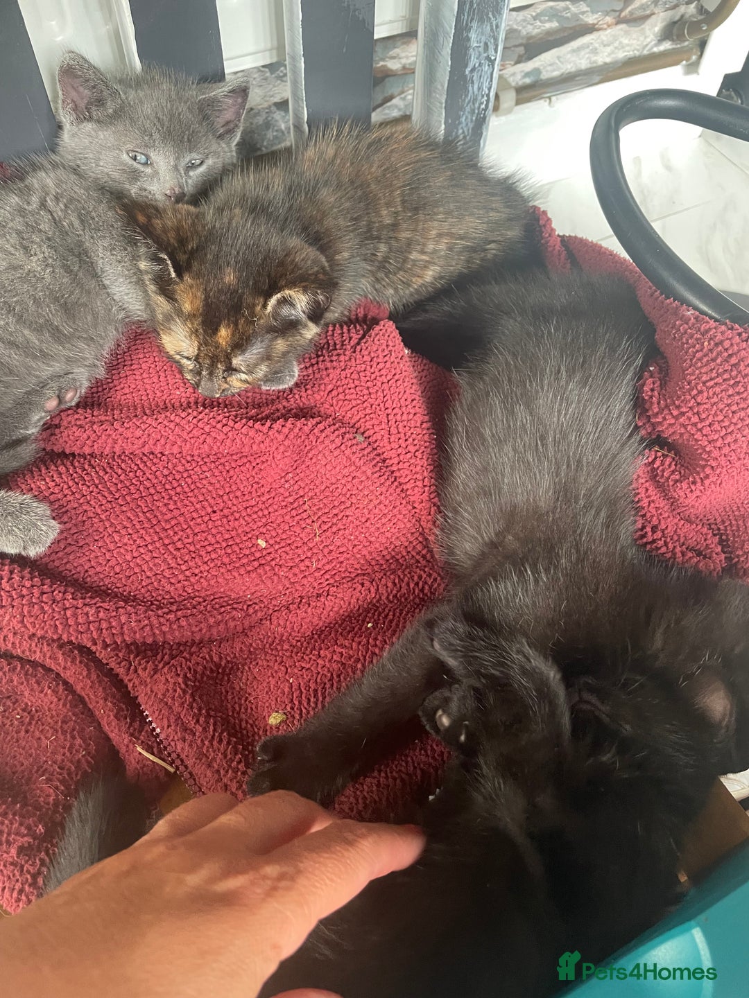 Mixed Breed cats for sale: 4 beautiful mixed / BSH kittens  - Image 7