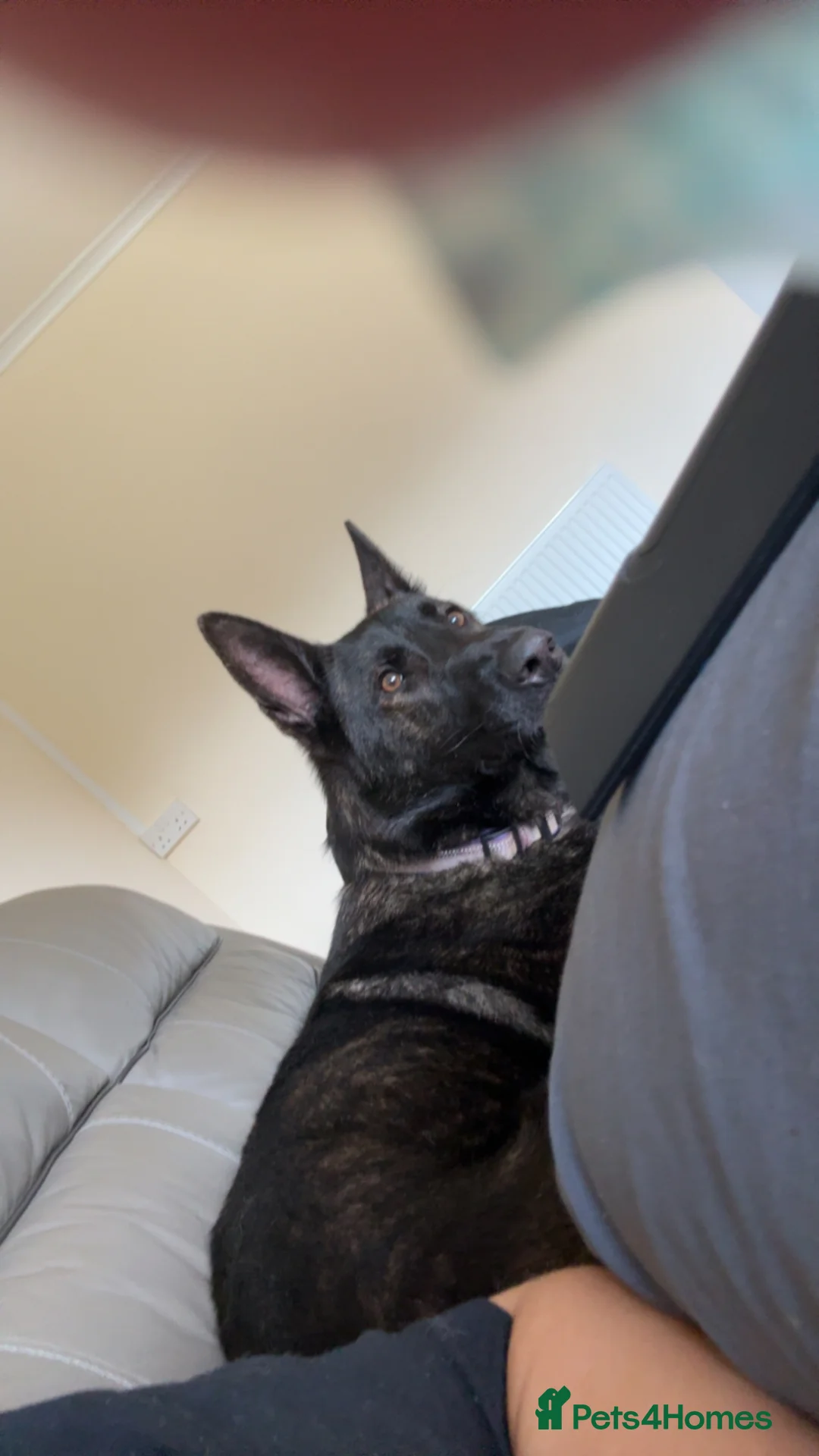 Belgian Shepherd Dog dogs for sale: Belgian shepherd Male nearly 2 years old  in Chesterfield - Advert 2
